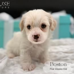 Boston - White and lemon male Morkie puppy in Scottsdale, Arizona from Lil Luxe Pups