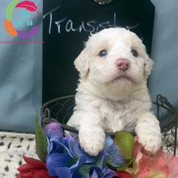 Transistor - Cream male Labradoodle puppy in Bowman, Georgia from Companion Creek Farm