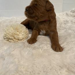 Goldendoodle Puppies from Dhalia’s Doodles