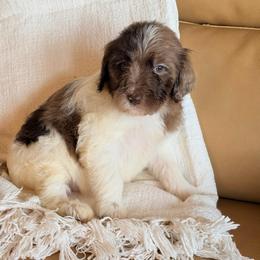 Ralph - Parti male Goldendoodle puppy in Livermore, Colorado from Heritage Hills Family Doodles