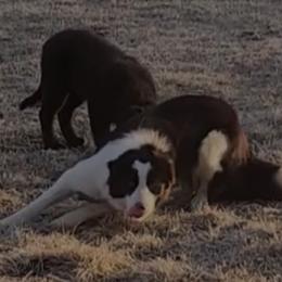 Ethal - Border Collie