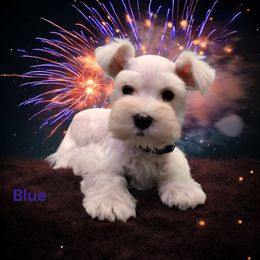 Blue Male - White male Miniature Schnauzer puppy in Houston, Texas from Haughton Farm