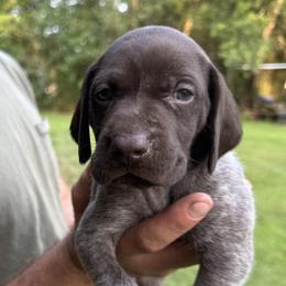 Comal - Liver and white male German Shorthaired Pointer puppy in Orange, Texas from River Bottom Pointers
