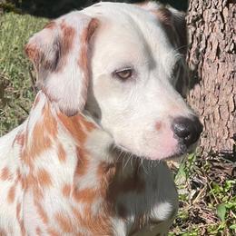 Sassy - Dalmatian