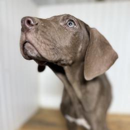 Rhiannon - Chocolate female Great Dane puppy in Hutchinson, Kansas from Dappled Danes