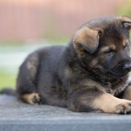 German Shepherd Puppies from Zwinger Vom Rabenauge