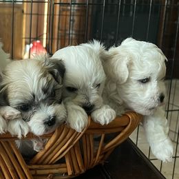 Shih Tzu Puppies from Candice Goodman