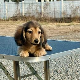 Billy - Cream male Dachshund puppy in Ramona, California from Royal Rose Dachshund Family