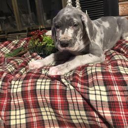 Great Dane and Miniature Schnauzer Puppies from River Valley Great Danes
