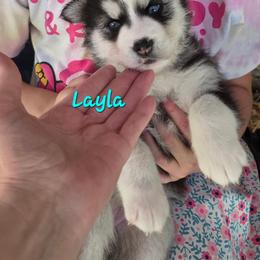 Layla - Agouti and white female Siberian Husky puppy in Meridian, Mississippi from JJ's Huskies