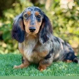 Vaughn - Dachshund