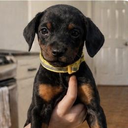 Tweety - Black and rust female Doberman Pinscher puppy in Wellington, Ohio from Jessie (TDD, llc)