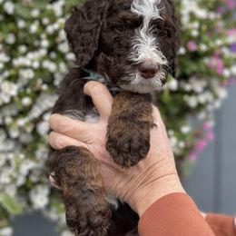 Bernedoodle Puppies from PNW Sheepies and Doodles