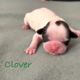 Clover - Black and white female Shih Tzu puppy in Vernon, New Jersey from Calta’s Cute Shih Tzu