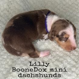 Lilly - Dapple female Dachshund puppy in Lexington, Oklahoma from BooneDox Miniature Dachshunds