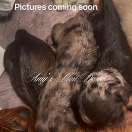 Boy 1 - Red male Dachshund puppy in Jena, Louisiana from Amy’s Mini Doxies