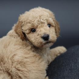 Blue collar - Cream male Poodle puppy in Edmond, Oklahoma from The Redbud Roost