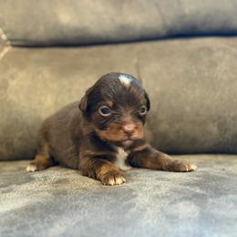 Hennessy - Red tri female Miniature Australian Shepherd puppy in Oronogo, Missouri from Dutton's Show Me Farms