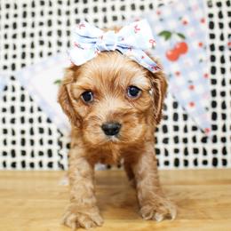 Lila - Red female Cocker Spaniel puppy in Rattan, Oklahoma from Double M Cocker Spaniels