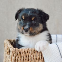 Ridge - Black tri-color male Australian Shepherd puppy in Aberdeen, North Carolina from Huckleberry Hill Aussies LLC.