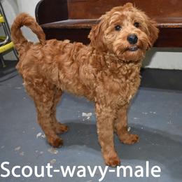 Scout - Red  male Goldendoodle puppy in Jasper, Indiana from Hilltop Pups LLC