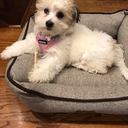 Coton de Tulear and Poodle Puppies from Legacy Pets