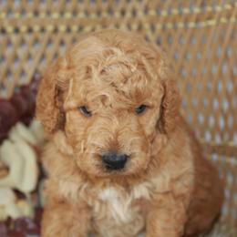 Boy 2 - Red  male Goldendoodle puppy in Belgreen, Alabama from Scott’s Farm Poodles and Doodles