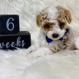 Oliver.  AKC Registered - Parti male Poodle puppy in Nixa, Missouri from Family Poodles