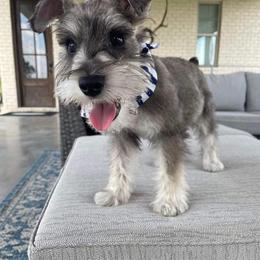 Miniature Schnauzers from Angie’s mini schnauzers