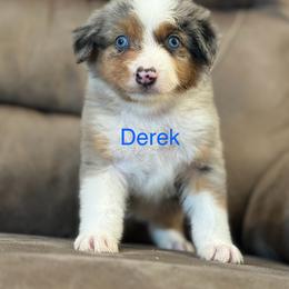 Miniature Australian Shepherd Puppies from Dutton's Show Me Farms