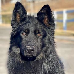 German Shepherds from Cornerstone Shepherds