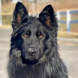 German Shepherds from Cornerstone Shepherds