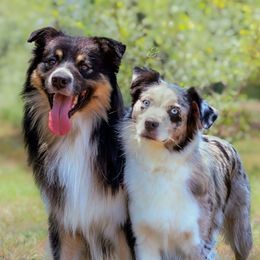 Australian Shepherd puppies from Ridgestar Aussies