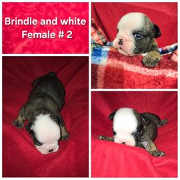 Bulldog Puppies from Chief Bulldogs