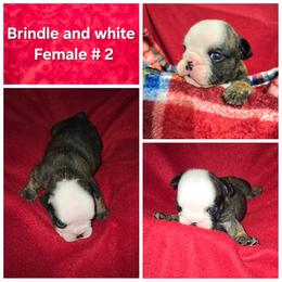 Bulldog Puppies from Chief Bulldogs
