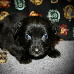 Wicked - Black & white male Australian Shepherd puppy in El Dorado Springs, Missouri from HP Aussie Kennels