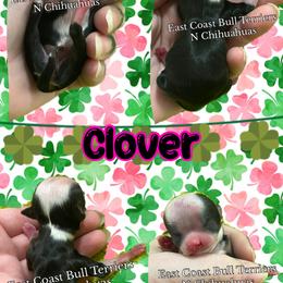 Clover - Black and white female Chihuahua puppy in Kannapolis, North Carolina from East Coast Bull Terriers N Chihuahuas