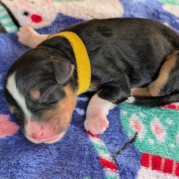 Yellow - Tri-color male Bernedoodle puppy in Beaumont, Texas from Joy's Dood Ranch