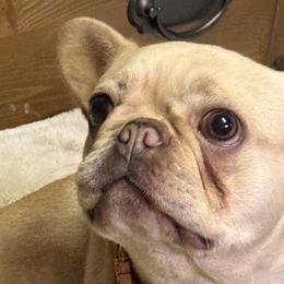 French Bulldogs from Sugar's Maltipoo's and Frenchies