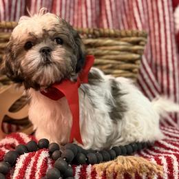 Rip - Sable and white male Shih Tzu puppy in Taylorsville, North Carolina from Feather & Tail Acres