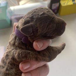 Chesapeake Bay Retriever puppies from Two Rivers Chesapeakes