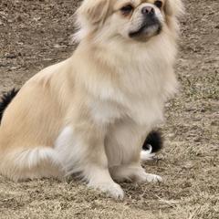 Marilyn - Tibetan Spaniel