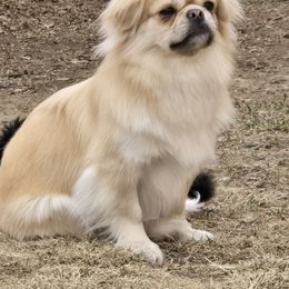 Marilyn - Tibetan Spaniel