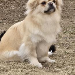 Marilyn - Tibetan Spaniel