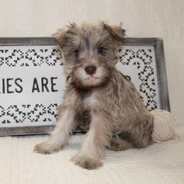 Miniature Schnauzer Puppies from Schnauzers on Robinson Lane