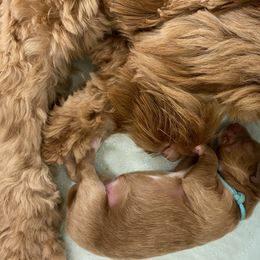 Australian Labradoodle Puppies from Salona Australian Labradoodles