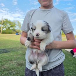 Buzz - Blue merle male Border Collie puppy in Ripley, Oklahoma from Adventure5 Border Collies