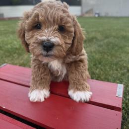 Hendrix - Apricot male Goldendoodle puppy in Huntington, Utah from Krispydoodle