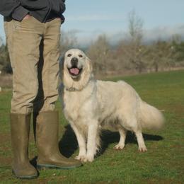 Hettie - Golden Retriever