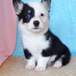 Australian Cattle Dog and Pembroke Welsh Corgi Puppies from Heelers in Texas